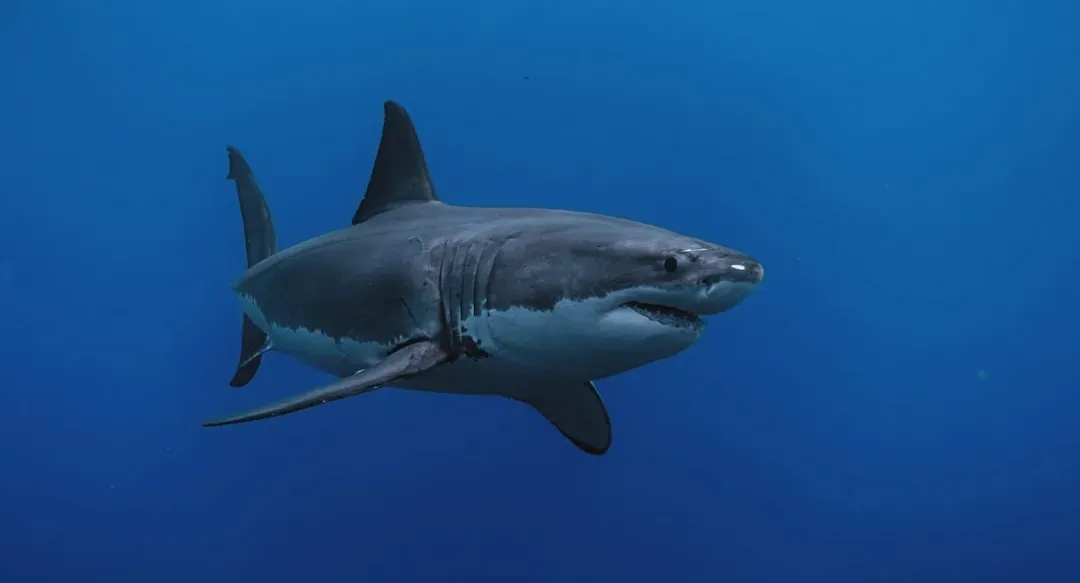 1. The malfunctioning shark in Jaws (Image Credits: Unsplash)