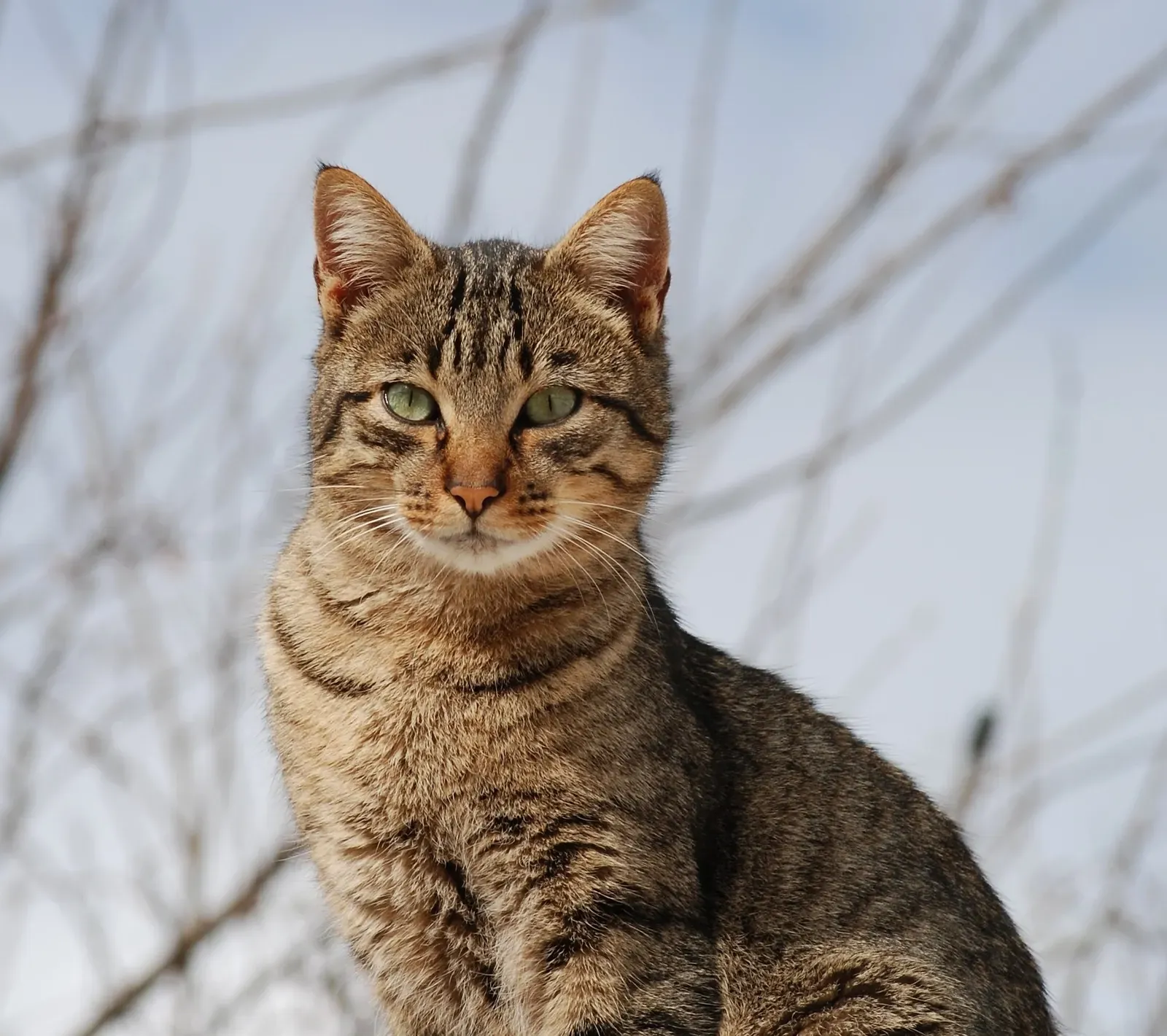 Cats (2019): the cautionary tale everyone still talks about (Image Credits: Wikimedia)