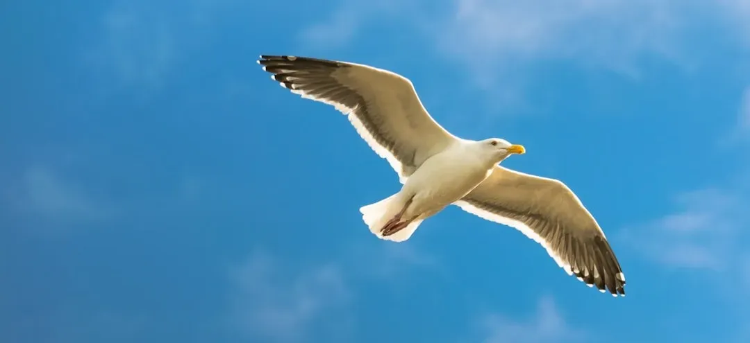 Jonathan Livingston Seagull by Richard Bach (Image Credits: Unsplash)