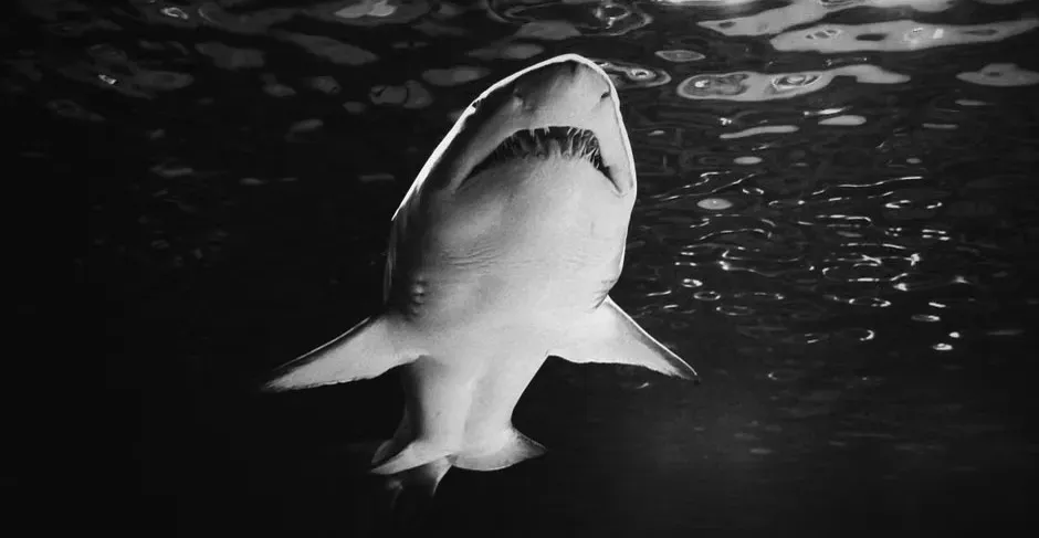 8. Jaws (1975) (Image Credits: Pexels)