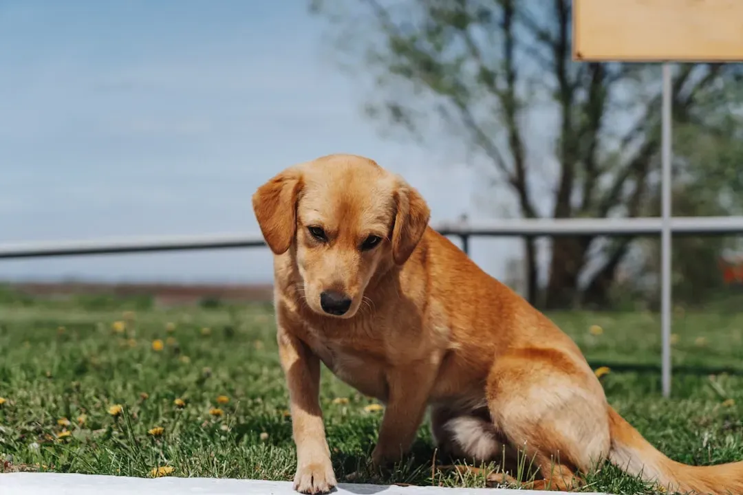 10. Anaphylaxis in Dogs: How a Re-Dose Led to Understanding Allergies (Image Credits: Unsplash)