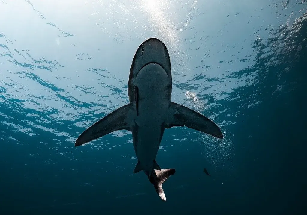 Jaws Stripped Away the Unnecessary Drama (Image Credits: Pixabay)