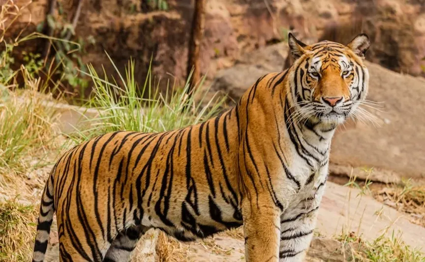 7. Life of Pi by Yann Martel (2001) (Image Credits: Unsplash)