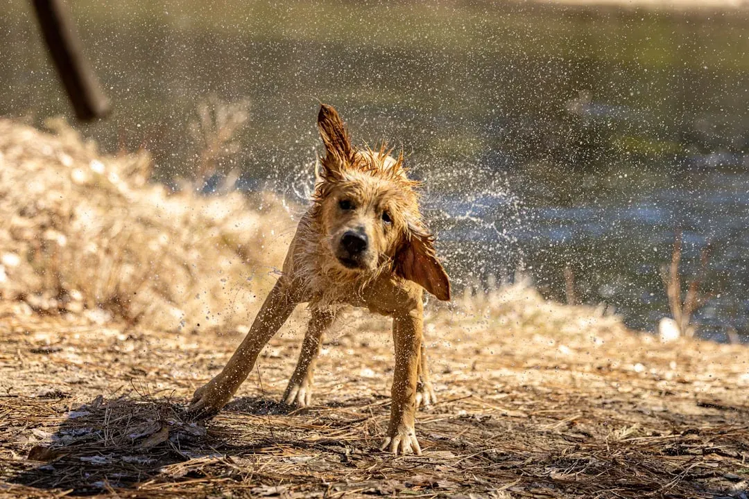 5. The Dog-Throwing Bystander - Mr. Nanny (1993) (Image Credits: Unsplash)