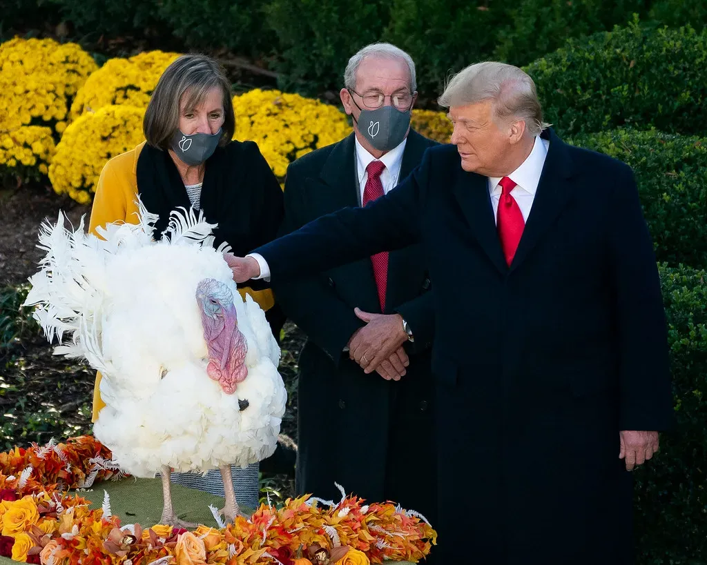 2. The Presidential Turkey Pardon: Born From a Political Deflection (Image Credits: Flickr)