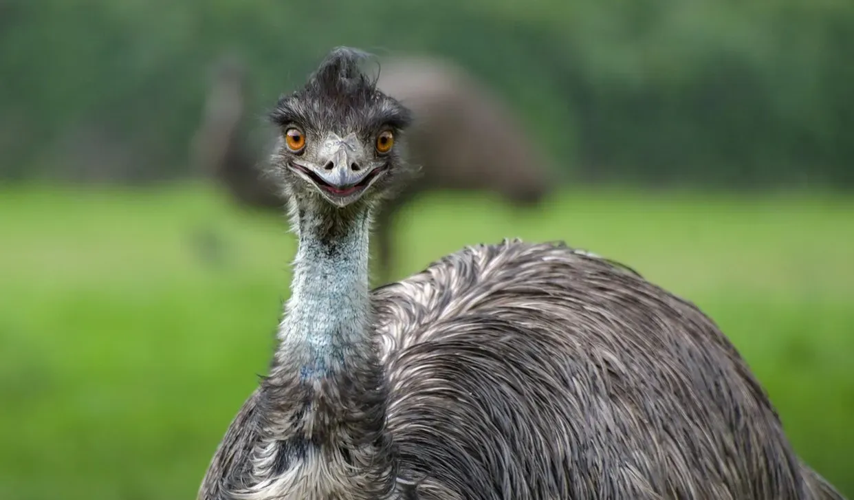 1. The Great Emu War (1932) (Image Credits: Pixabay)