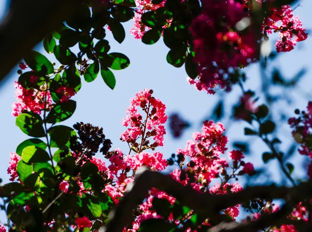 Crape Myrtles: The Southern Export Gone National (Image Credits: Unsplash)