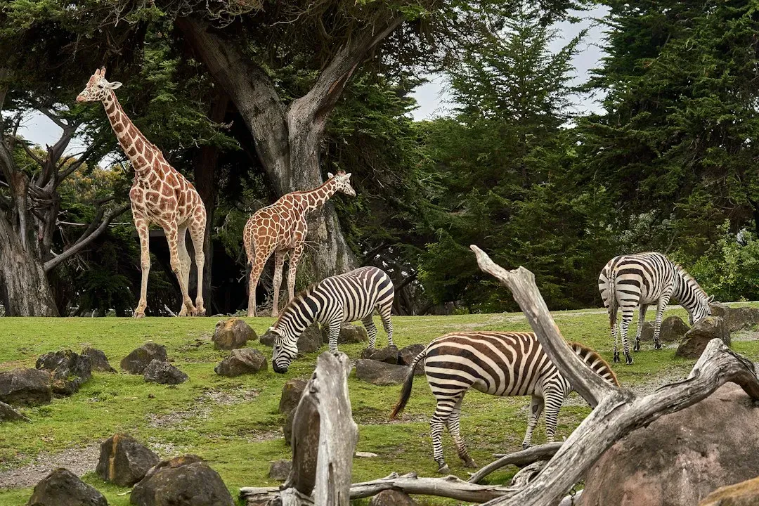 The Zoo Visit in This Is Spinal Tap (Image Credits: Unsplash)