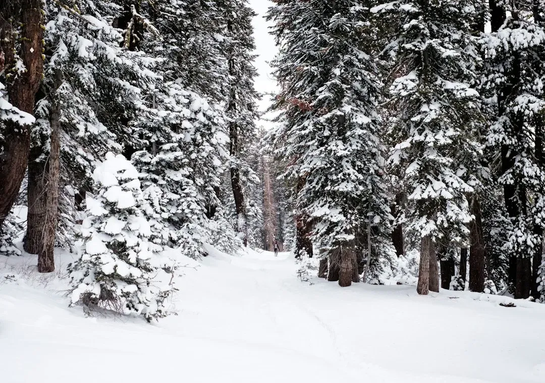 The Revenant (Image Credits: Unsplash)
