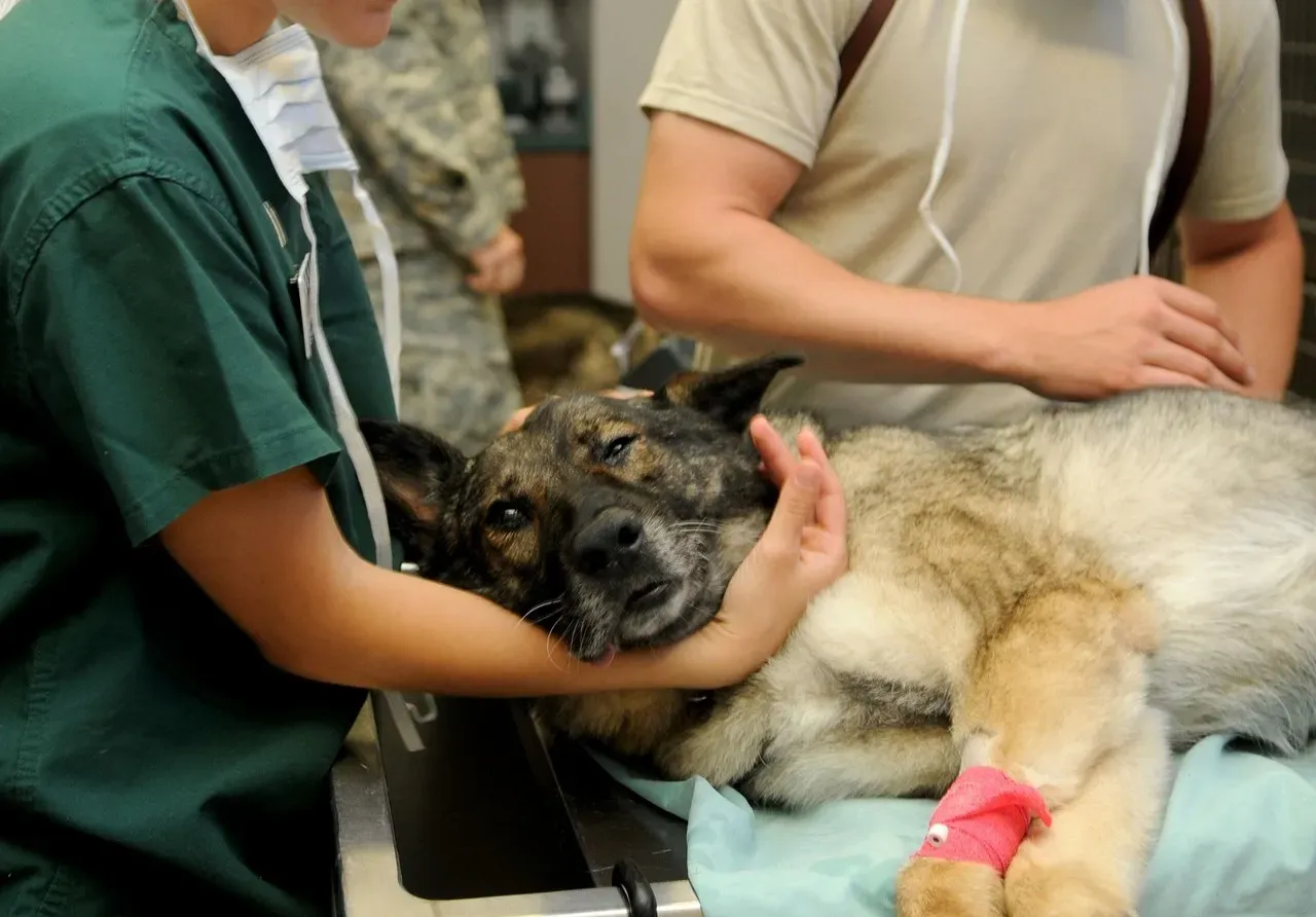 Peter Ostrum: Charlie Bucket Who Became a Veterinarian (Image Credits: Pixabay)
