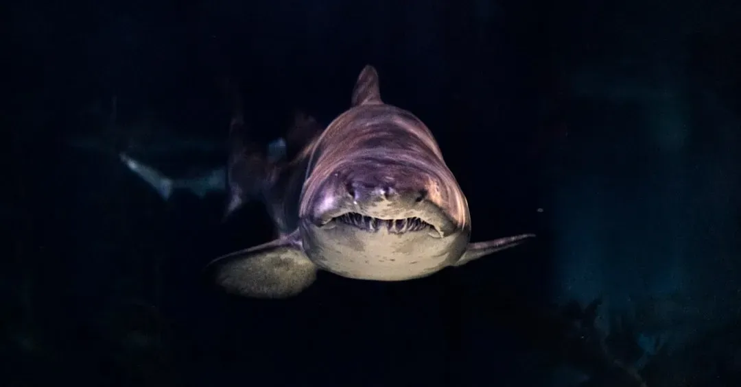Jaws and the shark that refused to work (Image Credits: Unsplash)