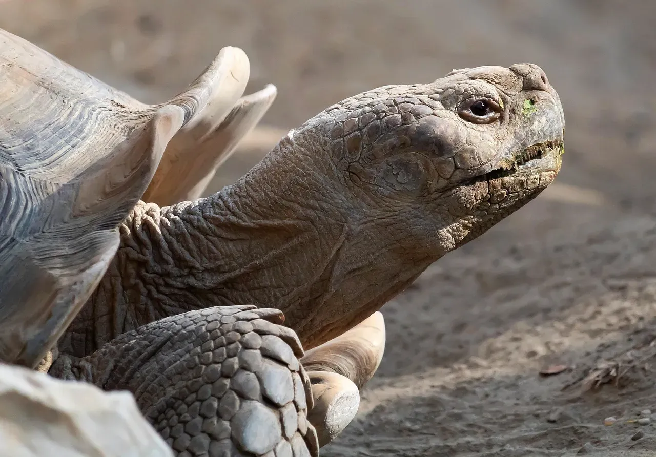 The Desert Tortoise: A Species Running Out of Time (Image Credits: Pixabay)