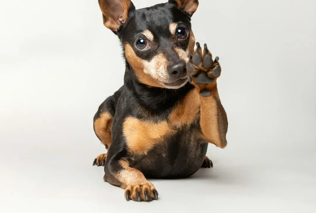 Pawing at you without being asked (Image Credits: Unsplash)