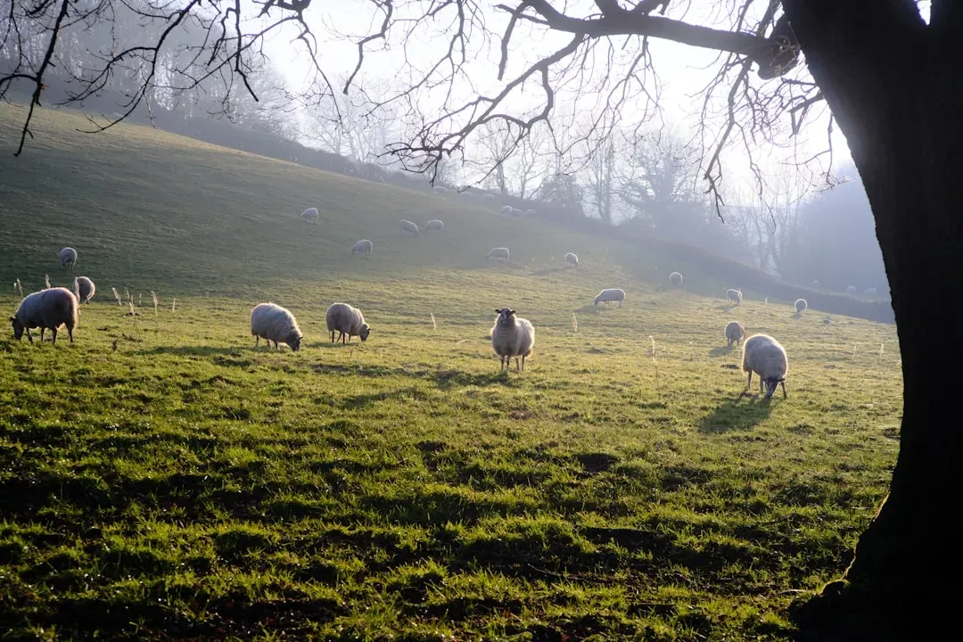 6. South Riding by Winifred Holtby (1936) - England's Forgotten Epic (Image Credits: Unsplash)