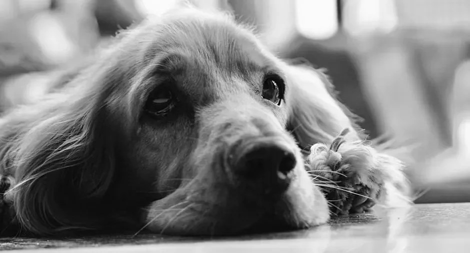 Curiosity and Boredom Can Be Factors Too (Image Credits: Pexels)