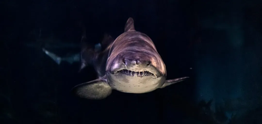 9. Jaws (1975) (Image Credits: Unsplash)