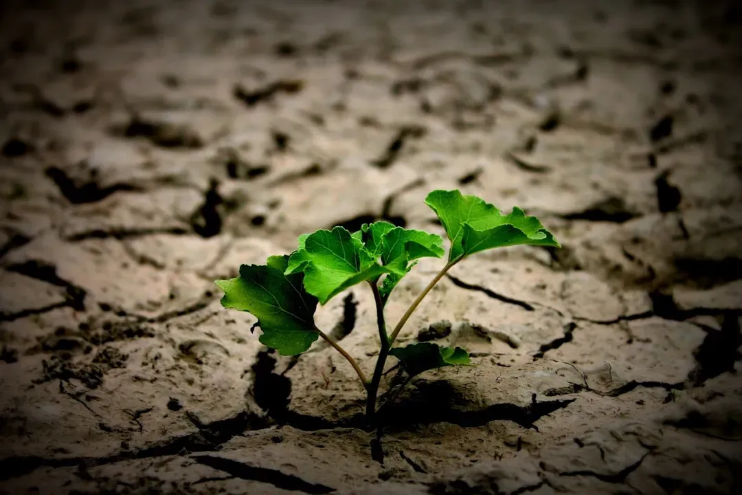 Solastalgia: Grief for a Changing Landscape (Image Credits: Unsplash)