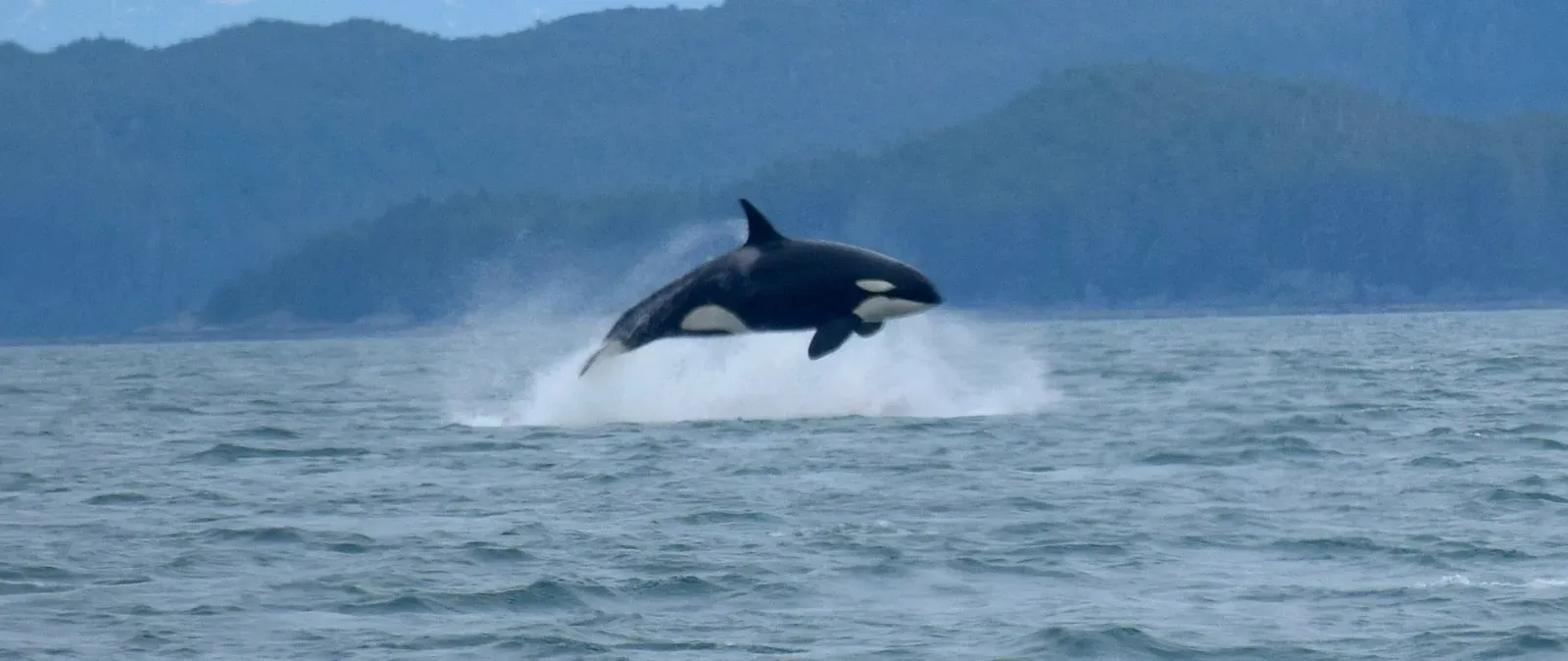 6. Free Willy (Image Credits: Wikimedia)