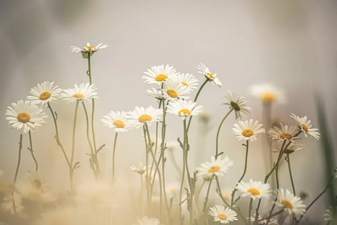 2. Pushing Daisies (2007–2009) (Image Credits: Unsplash)