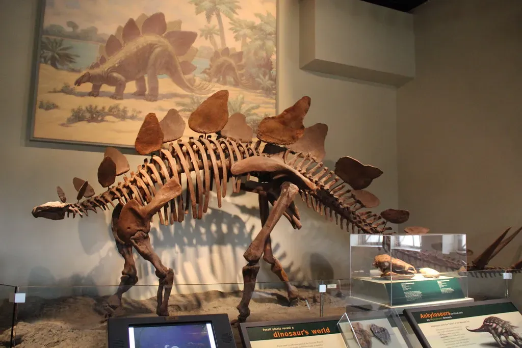 9. "Apex" - The Stegosaurus Skeleton - $44.6 Million (Image Credits: Flickr)