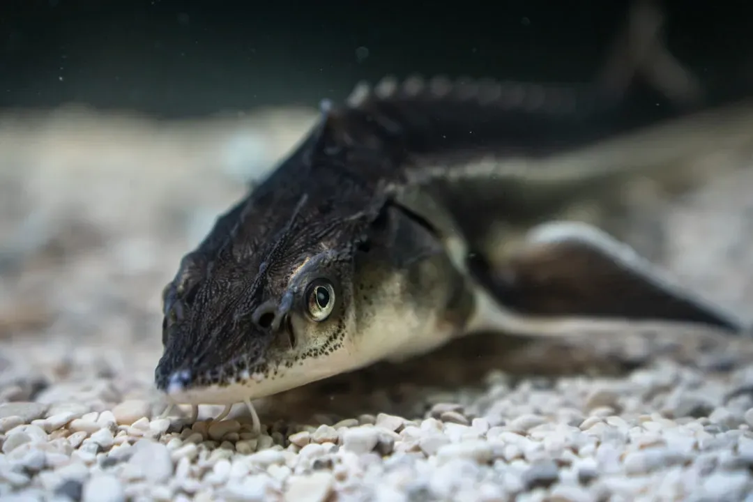 3. All Whales and Sturgeons in UK Waters Belong to the Crown (Image Credits: Unsplash)