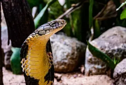 Cobra Kai: from YouTube Red to Netflix (Image Credits: Pexels)