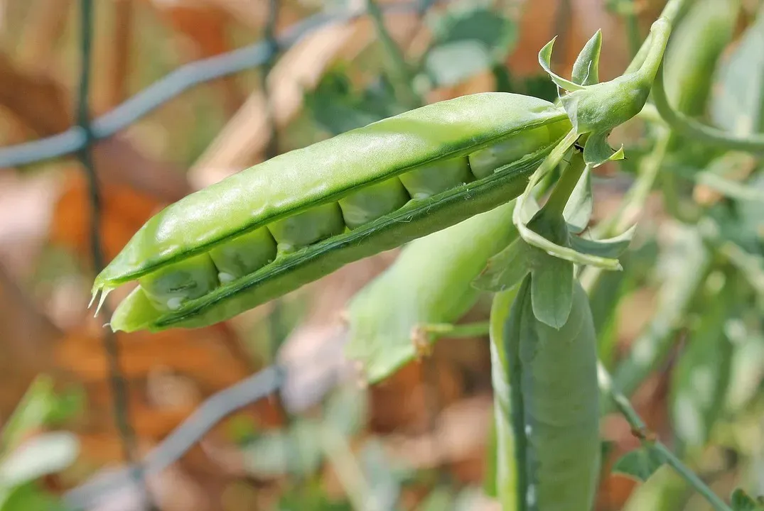 Mendel's Laws of Inheritance (Image Credits: Pixabay)