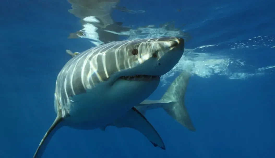 Jaws (1975) (Image Credits: Unsplash)