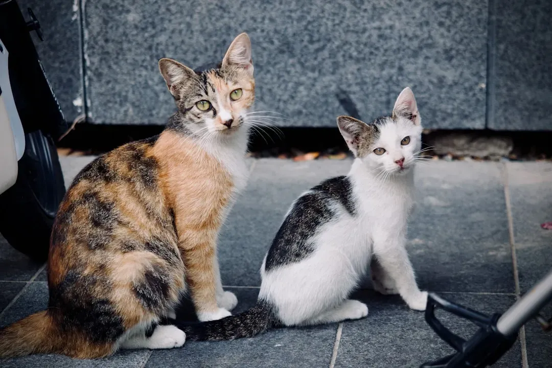 Pet Care and Animal Volunteering (Image Credits: Unsplash)