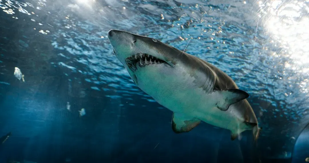 Jaws: The Bigger Boat (Image Credits: Unsplash)