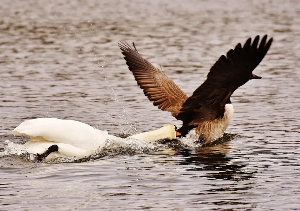 Wild Goose Chase (Image Credits: Pixabay)