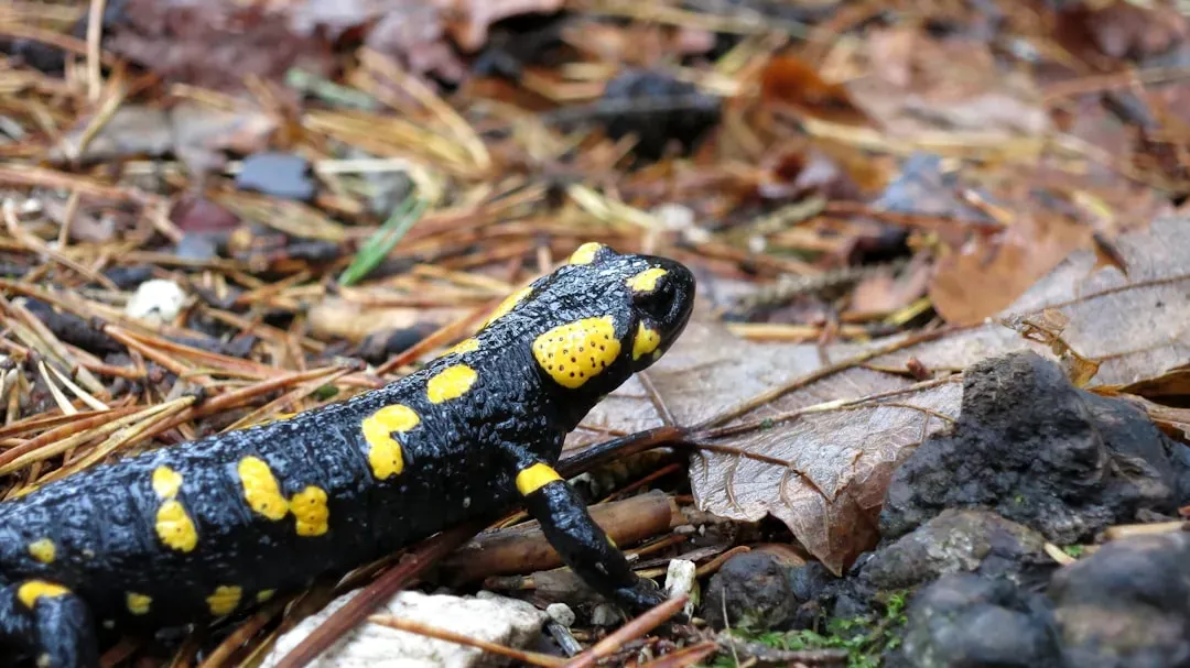 3. Salamanders Were Born from and Fed by Fire (Image Credits: Unsplash)