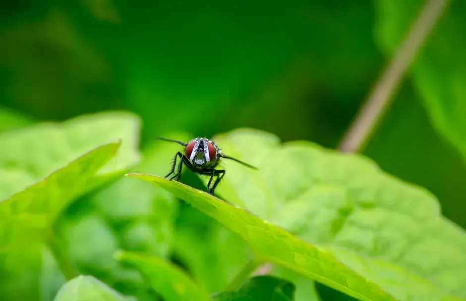 4. Lord of the Flies by William Golding (Image Credits: Pexels)