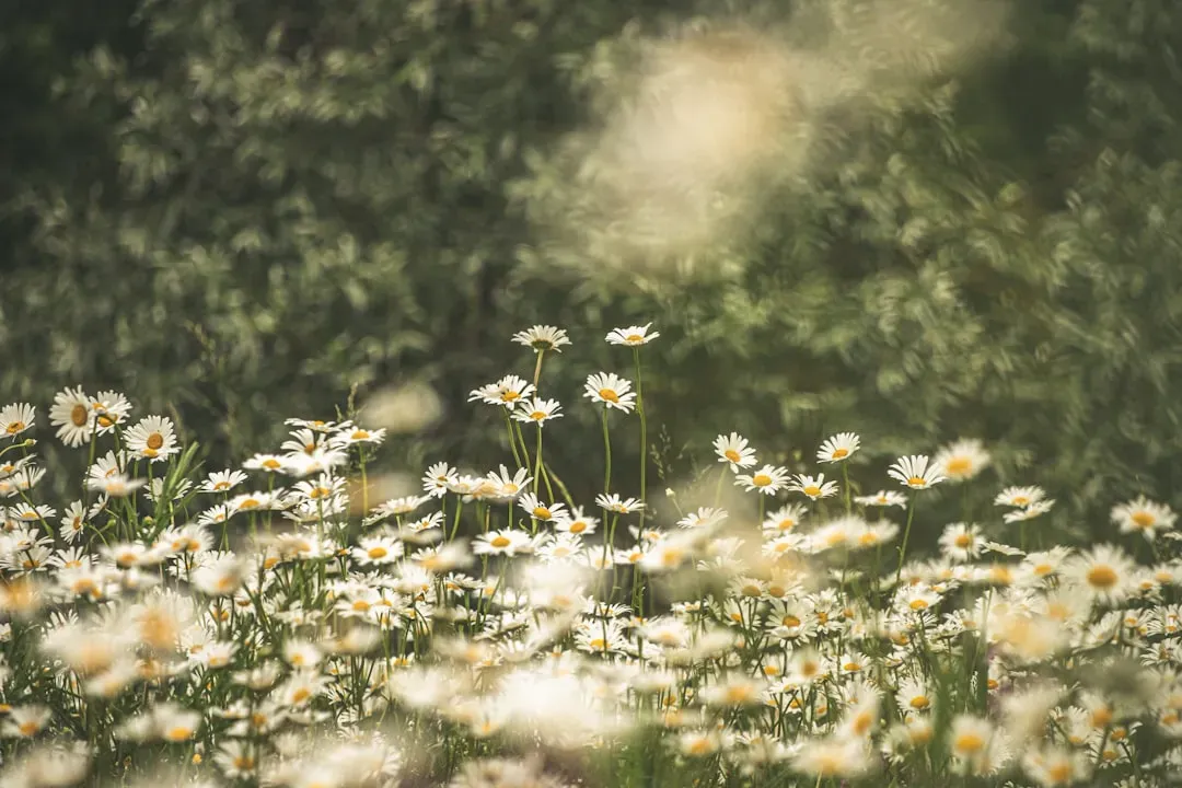 Pushing Daisies (2007–2009) (Image Credits: Unsplash)