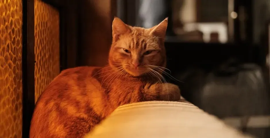 11. The cat in Marlon Brando's lap in The Godfather (Image Credits: Pexels)