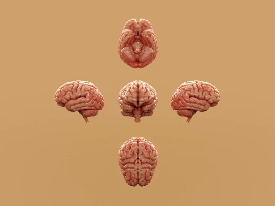 Miniature Human Brains Growing in Dishes (Image Credits: Unsplash)