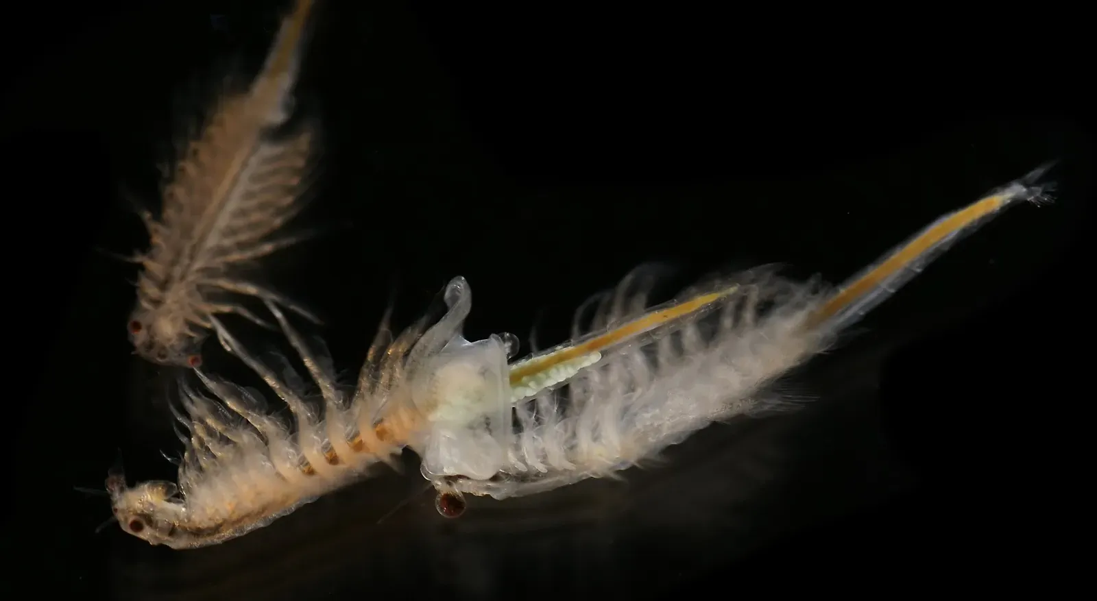 1. Sea-Monkeys (Image Credits: Wikimedia)