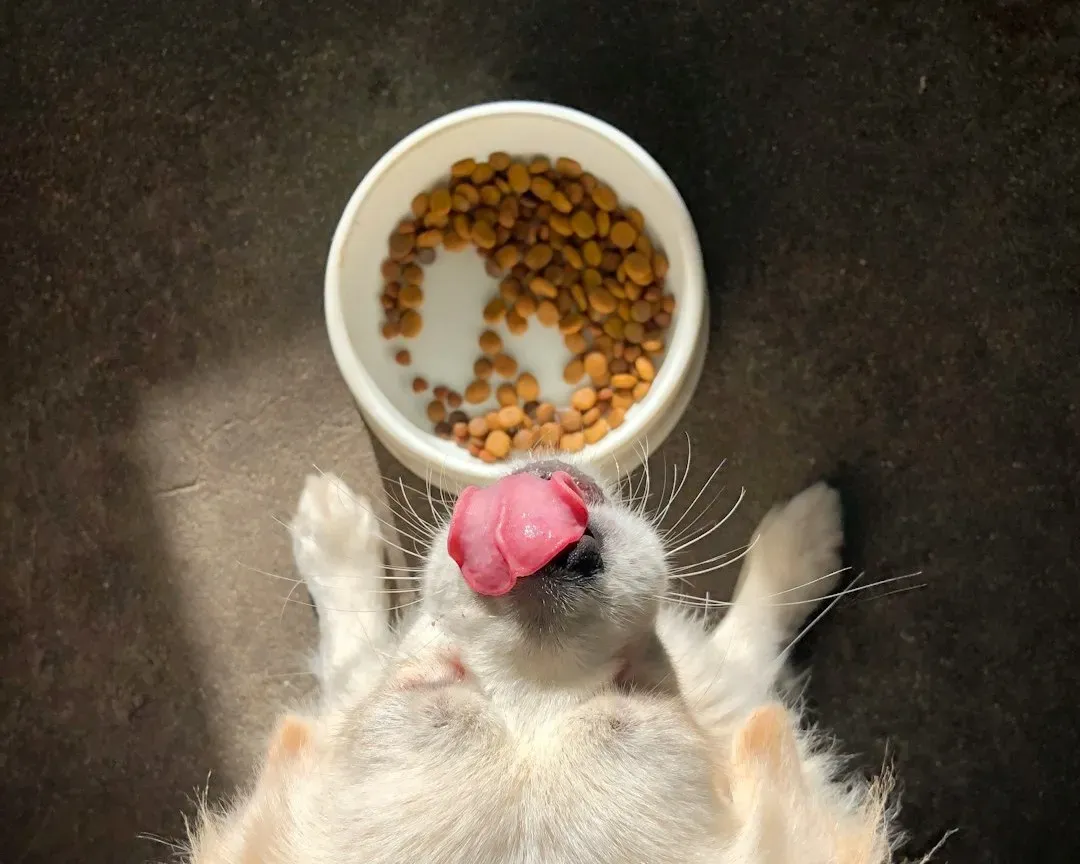 It Could Be a Hungry Dog Telling You So (Image Credits: Unsplash)