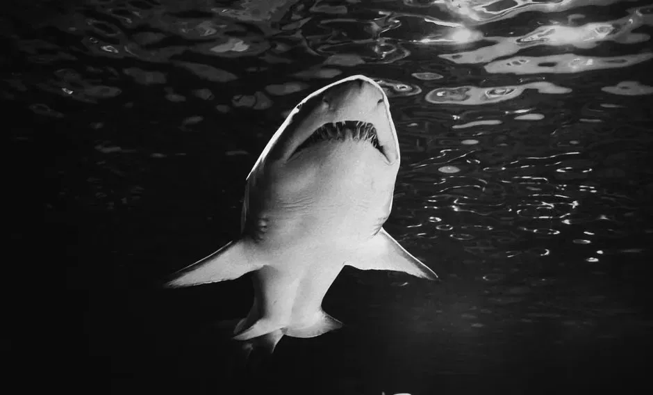 Jaws (1975): A Paperback Painting Becomes a Film Icon (Image Credits: Pexels)