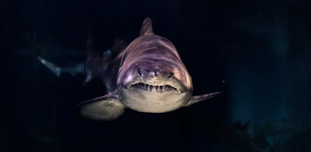 Jaws (1975) (Image Credits: Unsplash)