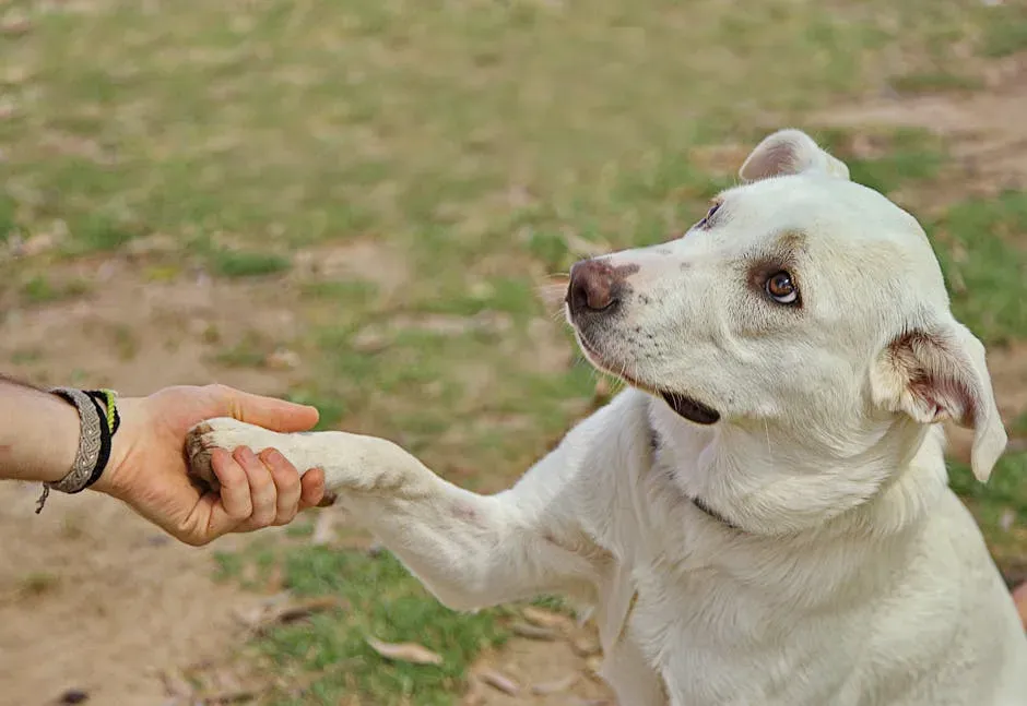It's a Form of Canine Language (Image Credits: Pexels)