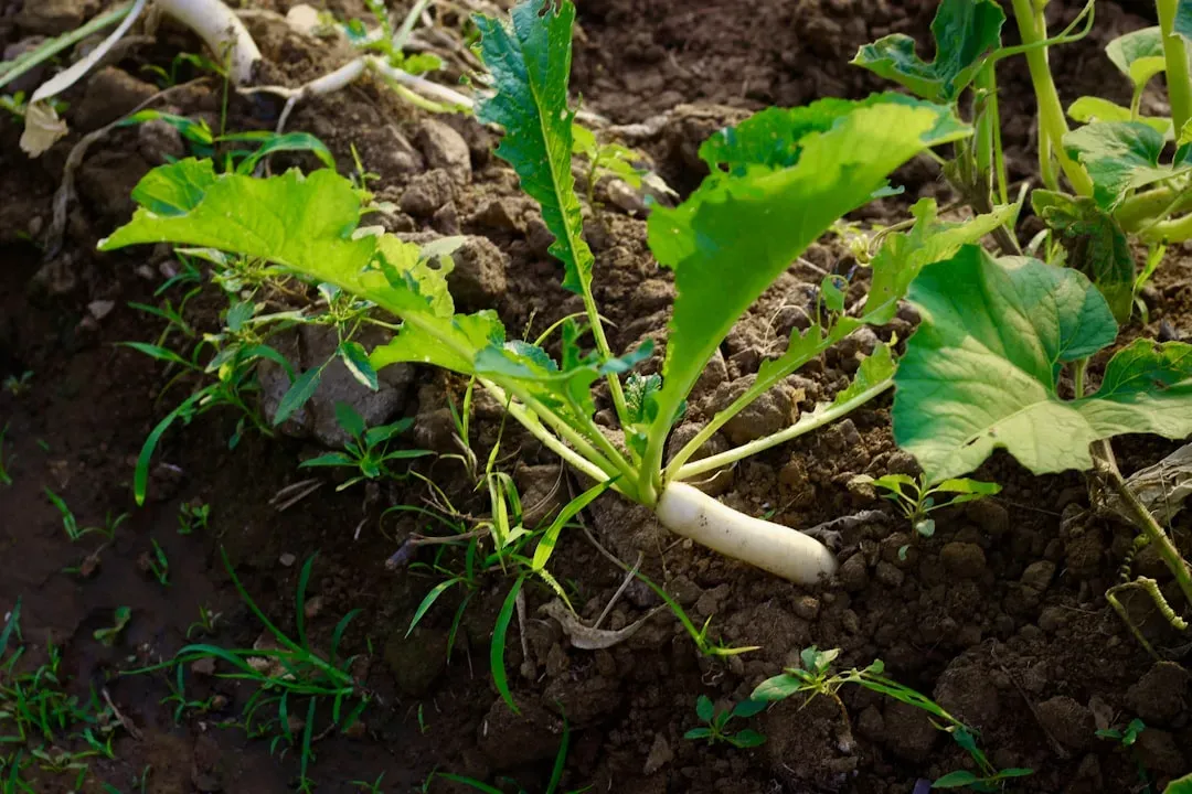 Focus on Soil Health: Your Garden's Foundation (Image Credits: Unsplash)