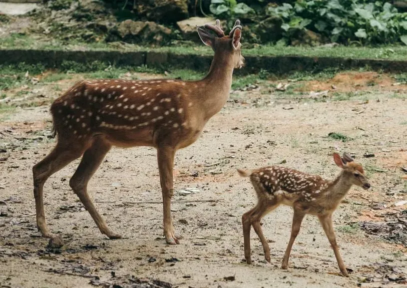 5. Bambi's Mother in Bambi (1942) (Image Credits: Pexels)