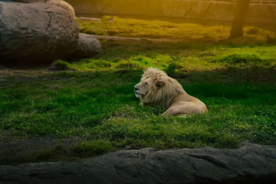 The Lion King (1994) (Image Credits: Unsplash)