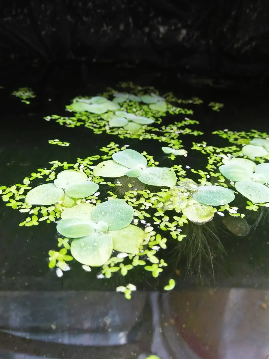 Duckweed: The Pond Plant Protein Revolution (Image Credits: Unsplash)