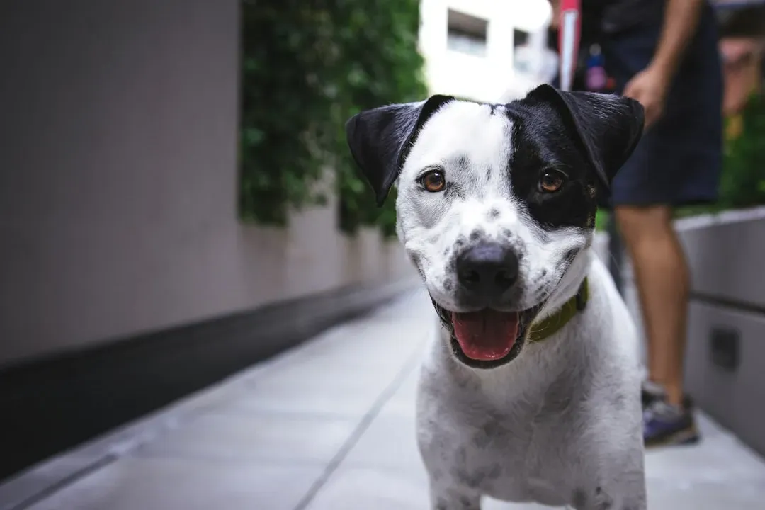 Breed Tendencies and When Staring Signals a Bigger Problem (Image Credits: Unsplash)