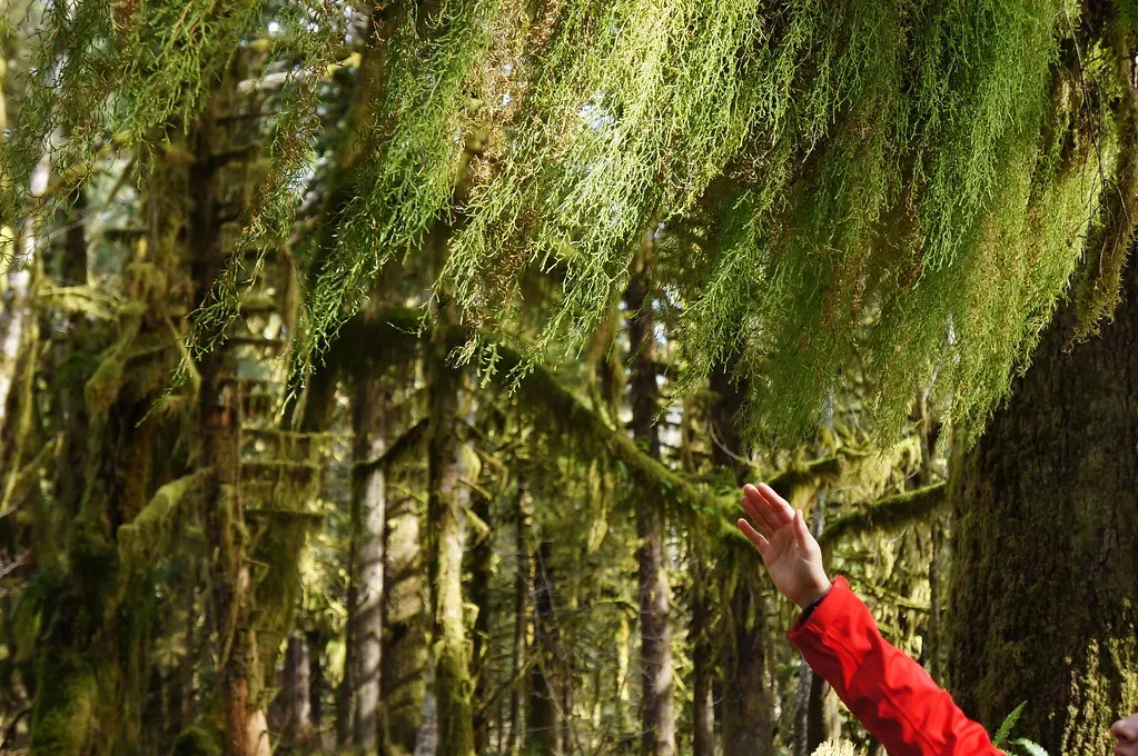 Florist - Jellywish (Image Credits: Flickr)