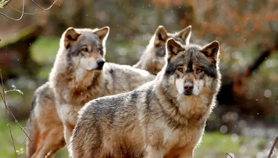It's Rooted in Ancient Pack Behavior (Image Credits: Pexels)