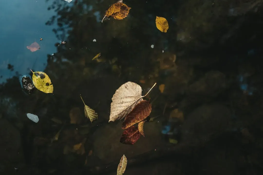 When Fall Is Coming (Image Credits: Unsplash)