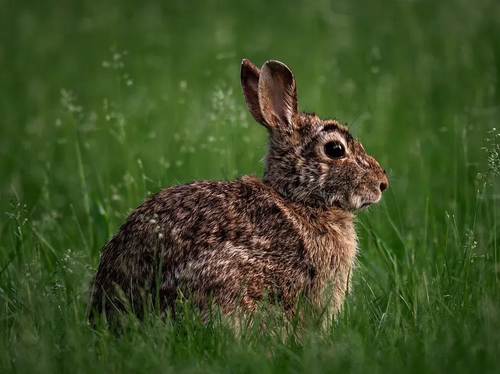 Napoleon Attacked by Rabbits (Image Credits: Pixabay)